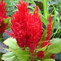 Celosia plumosa 'Fresh Look rouge'